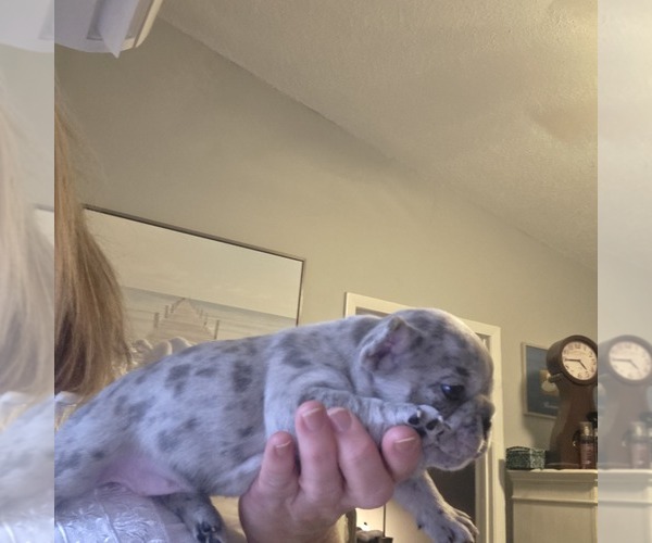 Medium Photo #9 French Bulldog Puppy For Sale in FT MYERS, FL, USA