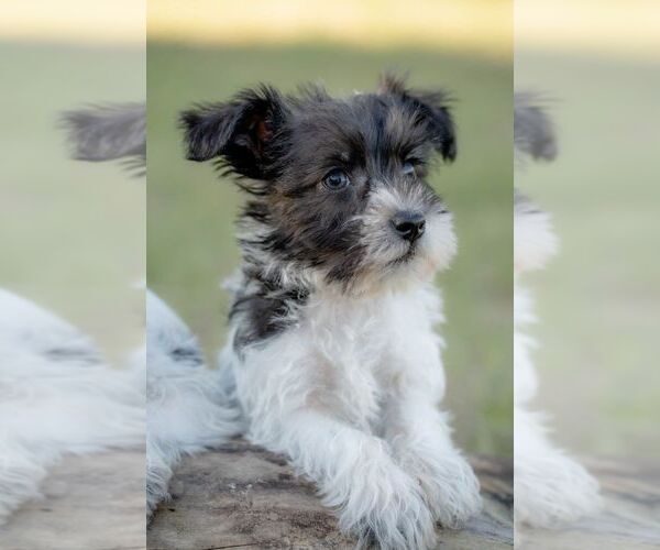 Medium Photo #7 Schnauzer (Miniature) Puppy For Sale in HIGH SPRINGS, FL, USA