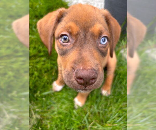 Medium Photo #3 Labmaraner Puppy For Sale in Mechanicsburg, PA, USA