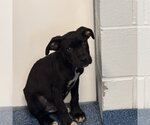 Small #1 German Shorthaired Pointer-Mountain Cur Mix