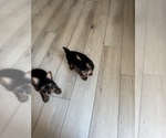 Small #2 Yorkshire Terrier