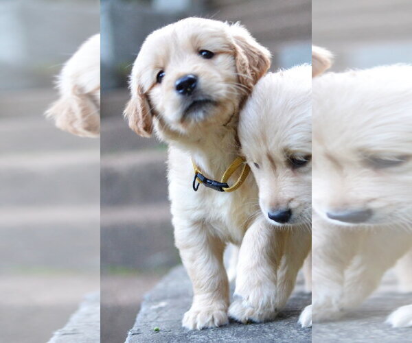Medium Photo #2 Golden Retriever Puppy For Sale in Enfield, CT, USA