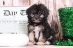 Small Cavapoo