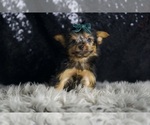 Small #1 Yorkshire Terrier