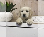 Puppy Black Golden Retriever