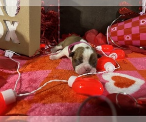 Boston Terrier Puppy for sale in CLEVELAND, TX, USA