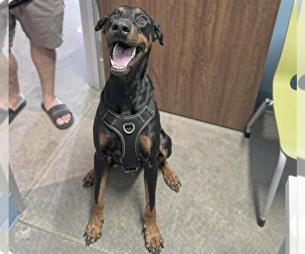 Medium Photo #1 Doberman Pinscher Puppy For Sale in Houston, TX, USA