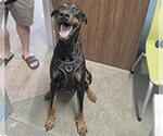 Small Doberman Pinscher
