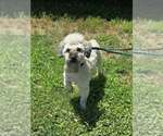 Small #3 Mutt
