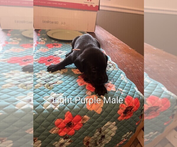 Medium Photo #4 Labrador Retriever Puppy For Sale in PIERSON STATION, IL, USA