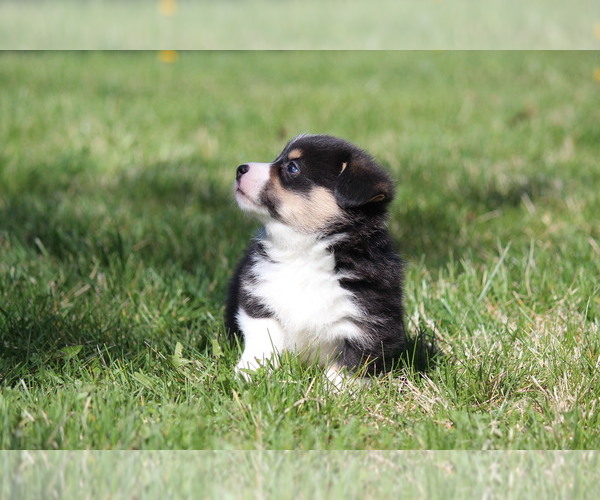 Medium Photo #2 Pembroke Welsh Corgi Puppy For Sale in FORT MADISON, IA, USA