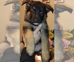 Small Photo #3 German Shepherd Dog Puppy For Sale in CRESWELL, OR, USA