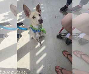 Mutt Dogs for adoption in Rosenberg, TX, USA