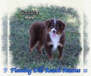Miniature Australian Shepherd Puppy for sale in FORESTBURG, TX, USA