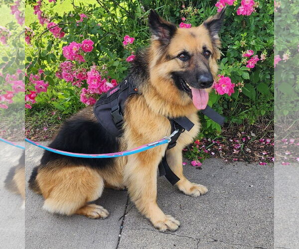 Medium Photo #25 German Shepherd Dog Puppy For Sale in Fargo, ND, USA