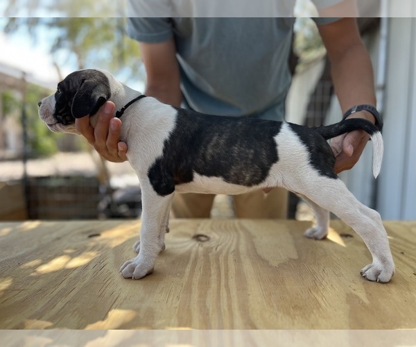 Medium Photo #2 American Bulldog Puppy For Sale in GALLUP, NM, USA