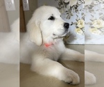 Small Photo #2 English Cream Golden Retriever Puppy For Sale in AMITY, AR, USA