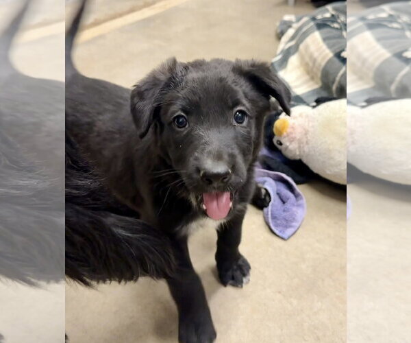 Medium Photo #3 Border Collie-Unknown Mix Puppy For Sale in Cave Creek, AZ, USA
