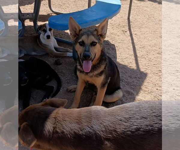 Medium Photo #4 Australian Kelpie Puppy For Sale in Apple Valley, CA, USA