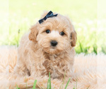 Small #2 Maltipoo (Toy)