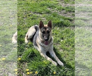 Mother of the German Shepherd Dog puppies born on 04/02/2026