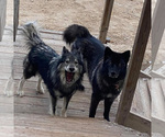 Small Photo #14 Wolf Hybrid Puppy For Sale in LAMAR, CO, USA