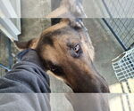 Small #40 German Shepherd Dog