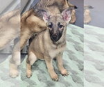 Small #1 Mutt
