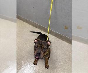 Chinese Shar-Pei-Unknown Mix Dogs for adoption in Las Vegas, NV, USA