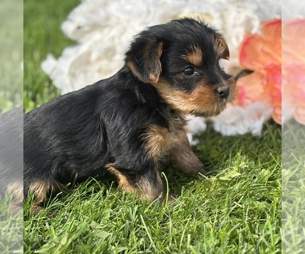 Medium Photo #8 Yorkshire Terrier Puppy For Sale in ROCK STREAM, NY, USA