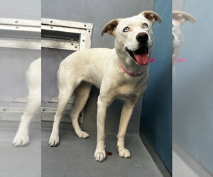 Siberian Husky-Unknown Mix Dogs for adoption in Las Vegas, NV, USA