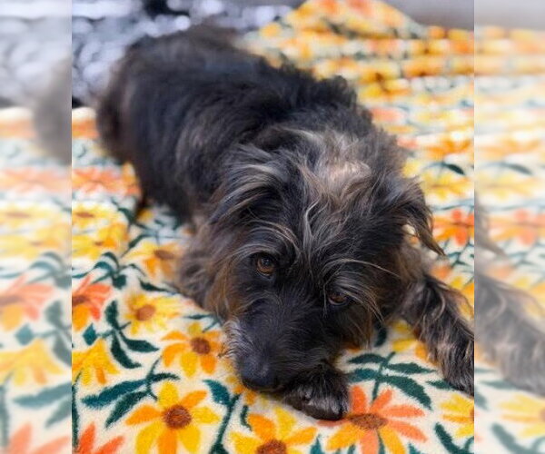 Medium Photo #3 Mutt Puppy For Sale in San Diego, CA, USA