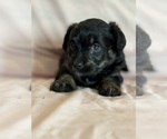 Kitten - Female Corgipoo Puppy for Sale - Photo #18