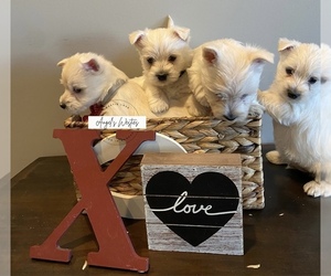 West Highland White Terrier Puppy for sale in TOPEKA, KS, USA
