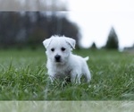 Small Photo #5 West Highland White Terrier Puppy For Sale in WARSAW, IN, USA