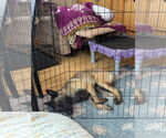 Small #1 Mutt