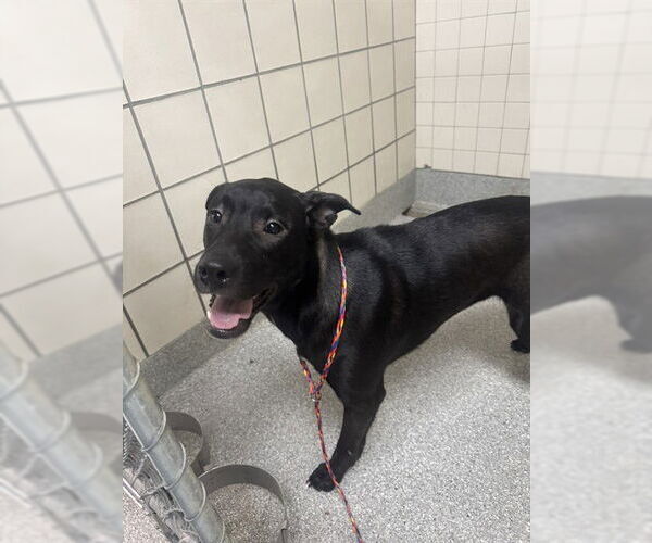 Medium Photo #1 Labrador Retriever-Unknown Mix Puppy For Sale in Pasadena, TX, USA