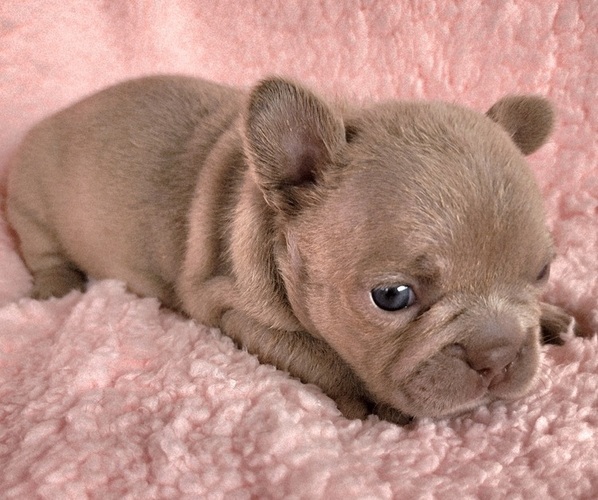 Medium Photo #2 French Bulldog Puppy For Sale in LAS VEGAS, NV, USA