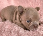 Small #1 French Bulldog