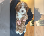 Small #1 Goldendoodle (Miniature)