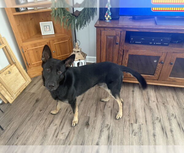 Medium Photo #8 German Shepherd Dog Puppy For Sale in Winston Salem, NC, USA