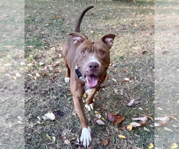 Medium Photo #3 American Pit Bull Terrier-Unknown Mix Puppy For Sale in Millersville, MD, USA