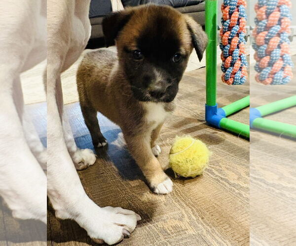 Medium Photo #5 Siberian Husky-Unknown Mix Puppy For Sale in Germantown, OH, USA