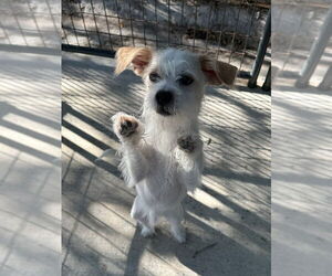 Mutt Dogs for adoption in Oak Bluffs, MA, USA