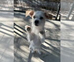 Small Mutt