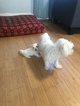 Small Photo #20 Coton de Tulear Puppy For Sale in KAYSVILLE, UT, USA