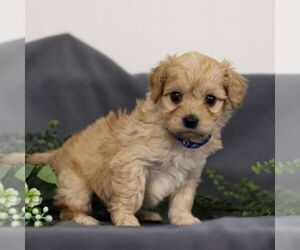 Cavapoo Puppy for sale in ANNVILLE, PA, USA