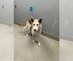 Siberian Husky-Unknown Mix Dogs for adoption in Las Vegas, NV, USA