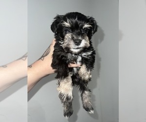 Schnauzer (Miniature) Puppy for sale in TIFTON, GA, USA