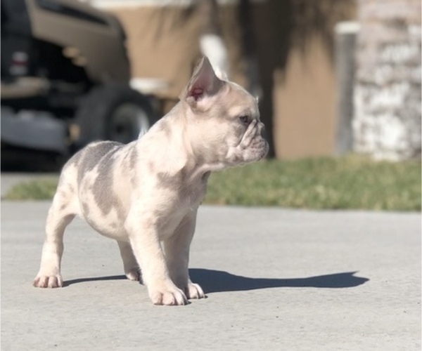Medium Photo #5 French Bulldog Puppy For Sale in BLOOMINGTON, CA, USA